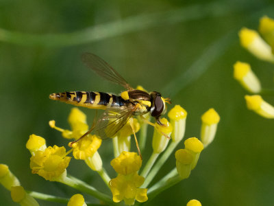 Eupeodes corollae    