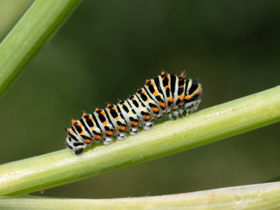 Papilio machaon