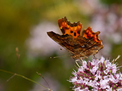 Polygonia c-album