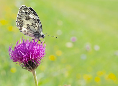 Melanargia galathea