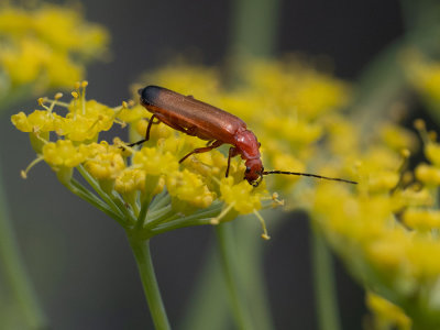 Rhagonycha fulva