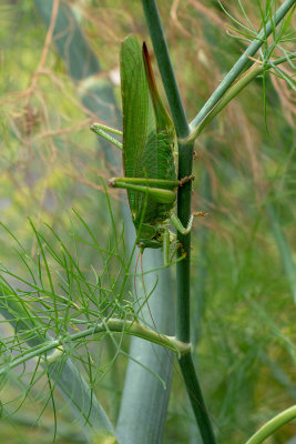 Tettigonia viridissima  