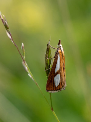 Catoptria pinella     