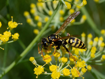 Polistes dominilus    