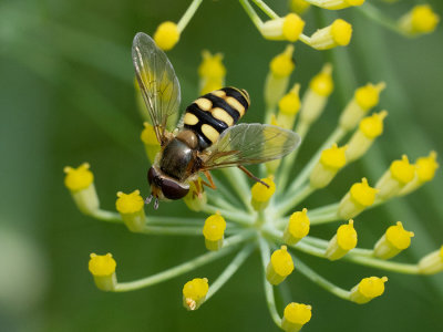 Syrphus ribesii  