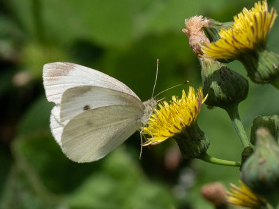 Pieris ergane  