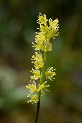 Tofieldia calyculata   