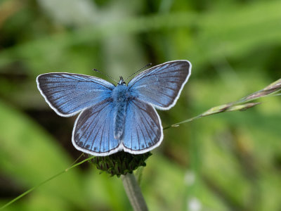 Lycaenidae spec.   