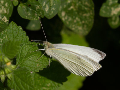 Pieris rapae