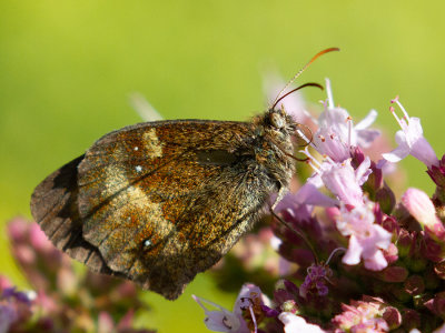 Pyronia tithonus  