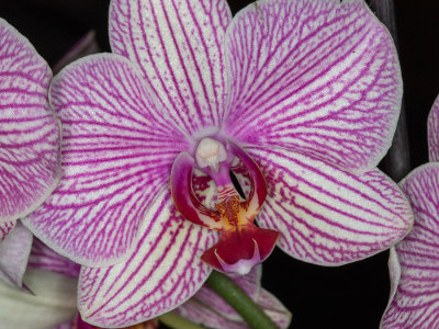 Orchid