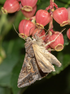 Autographa gamma