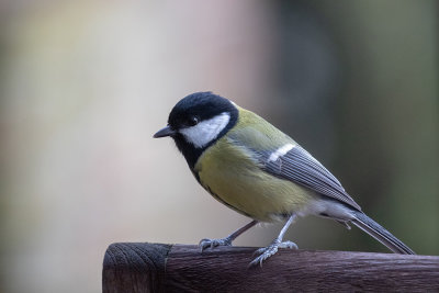 Great Tit