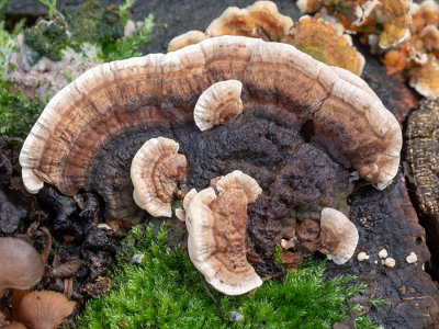 Trametes versicolor  