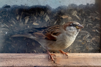 House Sparrow (male)