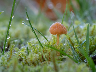 Galerina sp.