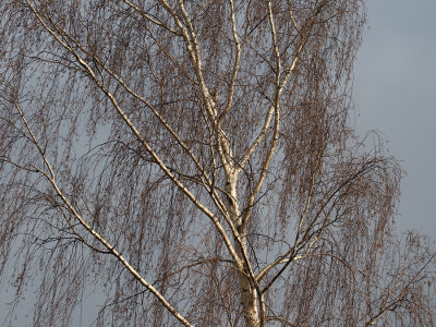 Birch