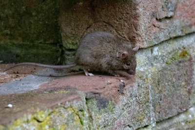 House Mouse 