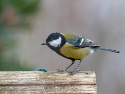 Great Tit