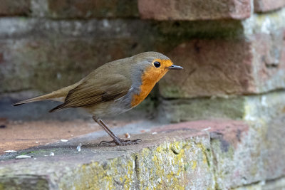 Robin