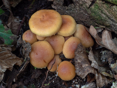 Hypholoma fasciculare