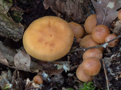 Hypholoma fasciculare