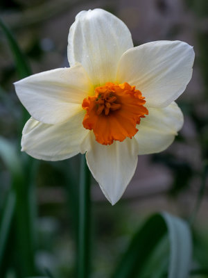 Narcissus