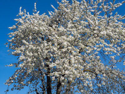 cherry tree