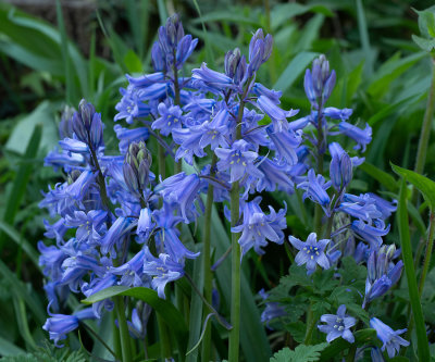 Hyacinthoides hispanica