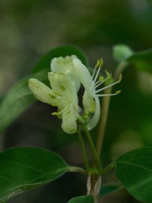 Lonicera xylosteum