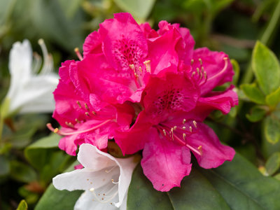 Rhododendron