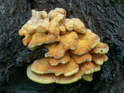 Laetiporus sulphureus