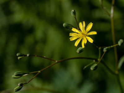 Lapsana communis