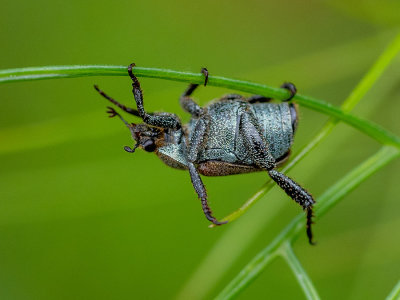 Hoplia philanthus    