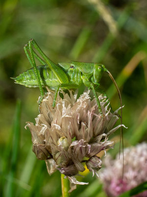 Tettigonia viridissima  