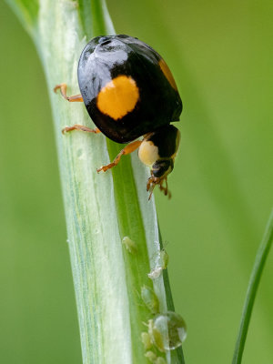 Harmonia axyridis f. conspicua