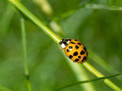 Harmonia axyridis f. succinea  