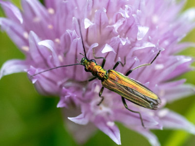 Oedemera nobilis   