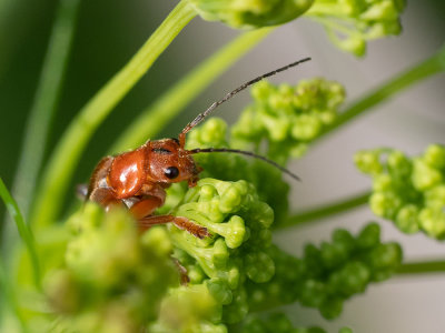 Cantharis livida   