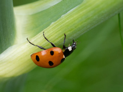 Coccinella septempunctata