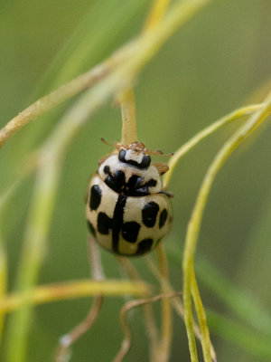 Propylea quatordecimpunctata  