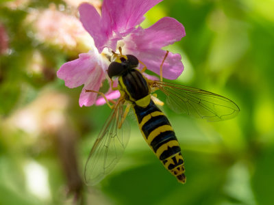 Sphaerophoria scripta  