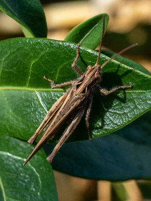 Chortippus biguttulus   