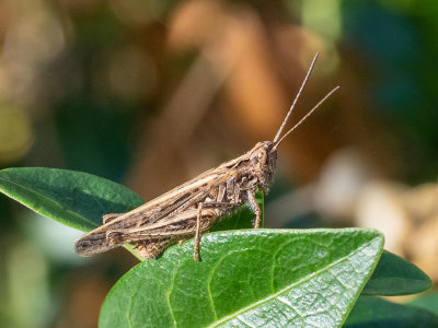 Chortippus biguttulus