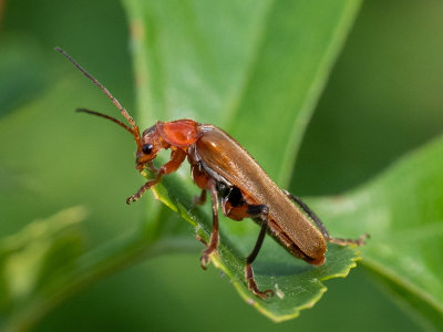 Cantharis livida   