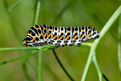 Papilio machaon