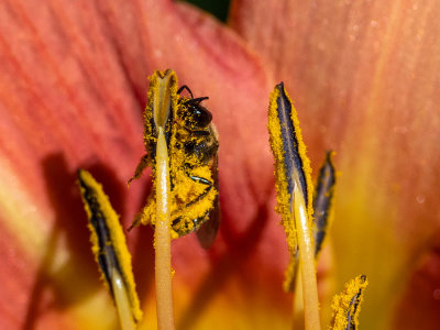 pollen    