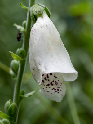 Digitalis purpurea