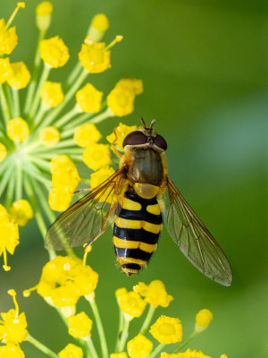 Syrphus ribesii  