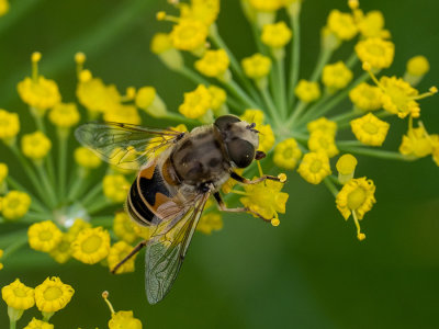 Eristalis arbustorum  